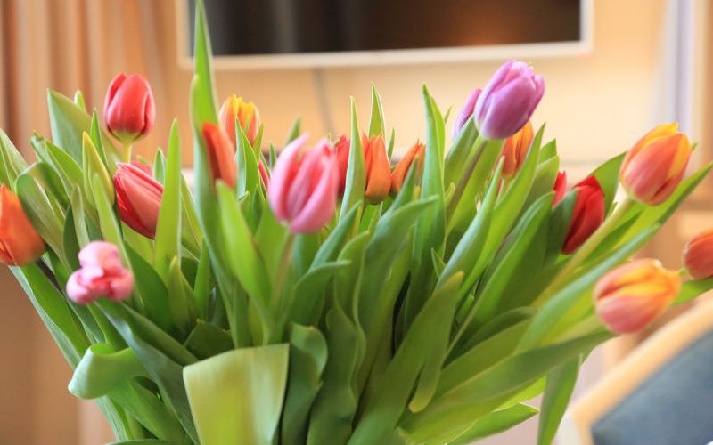 Vineta Strandhotels Begruessungsstrauss Tulpen 2